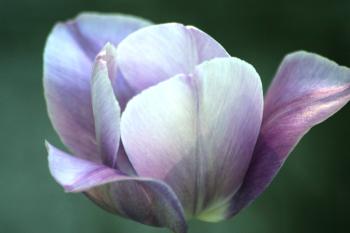 <img350*0:stuff/aj/169023/colour.jpg>