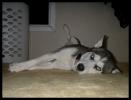 <img0*100:stuff/aj/169023/le.jpg>