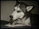<img0*100:stuff/aj/169023/my.jpg>