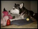<img0*100:stuff/aj/169023/s.5.jpg>