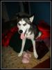 <img0*100:stuff/aj/169023/w.2.jpg>