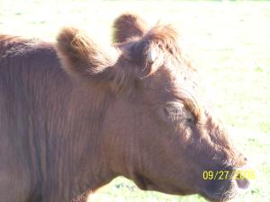 <img300*0:stuff/aj/179797/1250392404.jpg>