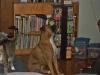 <img100*0:stuff/aj/179797/1260679345.jpg>