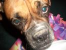 Boxer Dog Photos