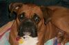 <img100*0:stuff/aj/179797/1260761916.jpg>