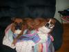 <img100*0:stuff/aj/179797/1260761978.jpg>