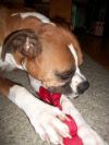 <img100*0:stuff/aj/179797/1261199904.jpg>