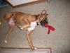 <img100*0:stuff/aj/179797/1261285856.jpg>