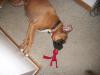 <img100*0:stuff/aj/179797/1261286033.jpg>