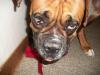<img100*0:stuff/aj/179797/1261428895.jpg>