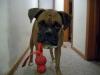 <img100*0:stuff/aj/179797/1261429386.jpg>