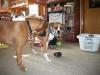 <img100*0:stuff/aj/179797/1261429912.jpg>