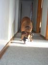<img100*0:stuff/aj/179797/1261430701.jpg>