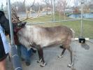 <img0*100:stuff/aj/179797/1262053860.jpg>