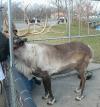 <img100*0:stuff/aj/179797/1262054182.jpg>