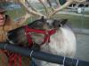 <img100*0:stuff/aj/179797/1262055254.jpg>
