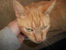 Cat Photos