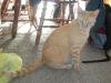 <img100*0:stuff/aj/179797/Mo10.jpg>