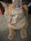 <img100*0:stuff/aj/179797/Mo8.jpg>
