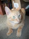 <img100*0:stuff/aj/179797/Mo9.jpg>