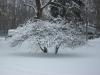 <img100*0:stuff/aj/179797/SnowC.1.jpg>