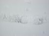 <img100*0:stuff/aj/179797/SnowI.jpg>