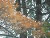 <img100*0:stuff/aj/179797/SnowJ.jpg>