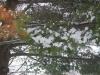 <img100*0:stuff/aj/179797/SnowK.jpg>