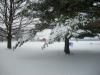 <img100*0:stuff/aj/179797/SnowL.jpg>