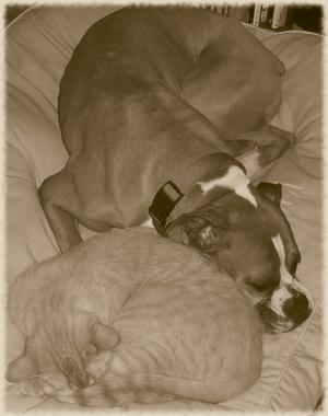 <img300*0:stuff/aj/179797/comfort.jpg>