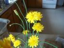<img0*100:stuff/aj/179797/flowers2-36.jpg>