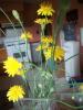 <img0*100:stuff/aj/179797/flowers2-37.jpg>