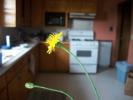 <img0*100:stuff/aj/179797/flowers2-38.jpg>