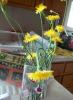 <img0*100:stuff/aj/179797/flowers2-39.jpg>