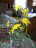 <img0*100:stuff/aj/179797/flowers2-41.jpg>