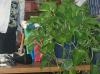 <img100*0:stuff/aj/179797/green-66.jpg>