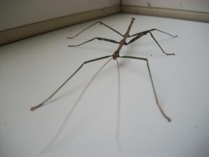 <img300*0:stuff/aj/179797/in_the_backyard.jpg>