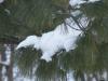 <img100*0:stuff/aj/179797/snow%20in%20a%20pine%20tree2.jpg>
