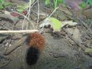 <img0*100:http://elftown.heddate.com/stuff/aj/179797/woolly%20worm%202.jpg>