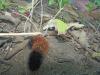 <img100*0:stuff/aj/179797/woolly%20worm%202.jpg>