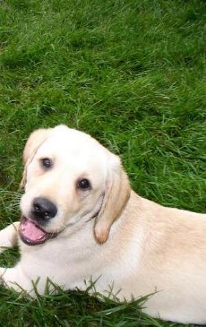 <img300*0:stuff/aj/180734/%27Brady%20Dog%21%27.jpg>
