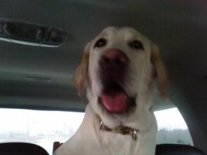 <img300*0:stuff/aj/180734/%27Happy%20Dog%21%27.jpg>