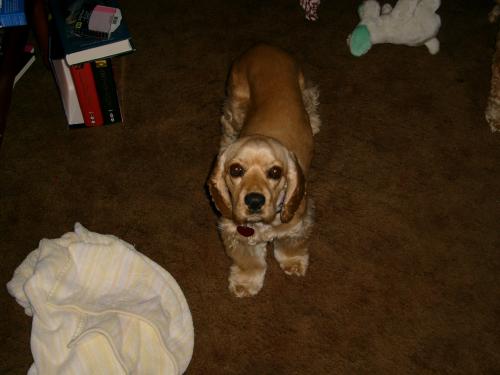 <img500*0:stuff/aj/183149/1259782152.jpg>