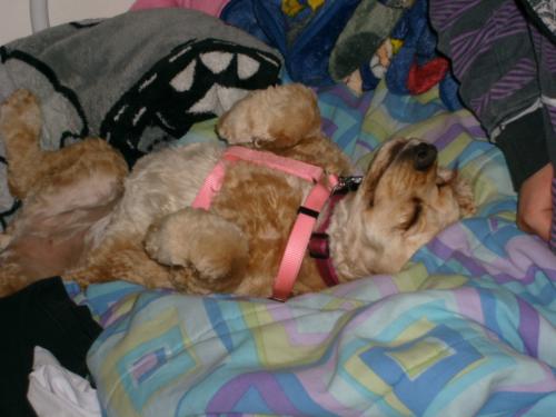 <img500*0:stuff/aj/183149/Lady.jpg>