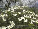 <img0*100:stuff/aj/183174/1303437699.jpg>