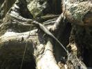 Sunbathing Lizard