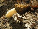Rock/Forest Fungi