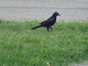 <img300*0:stuff/aj/183174/1308941603.jpg>