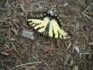 <img0*100:stuff/aj/184137/1311531508.jpg>