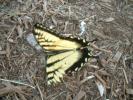 <img0*100:stuff/aj/184137/1311531524.jpg>